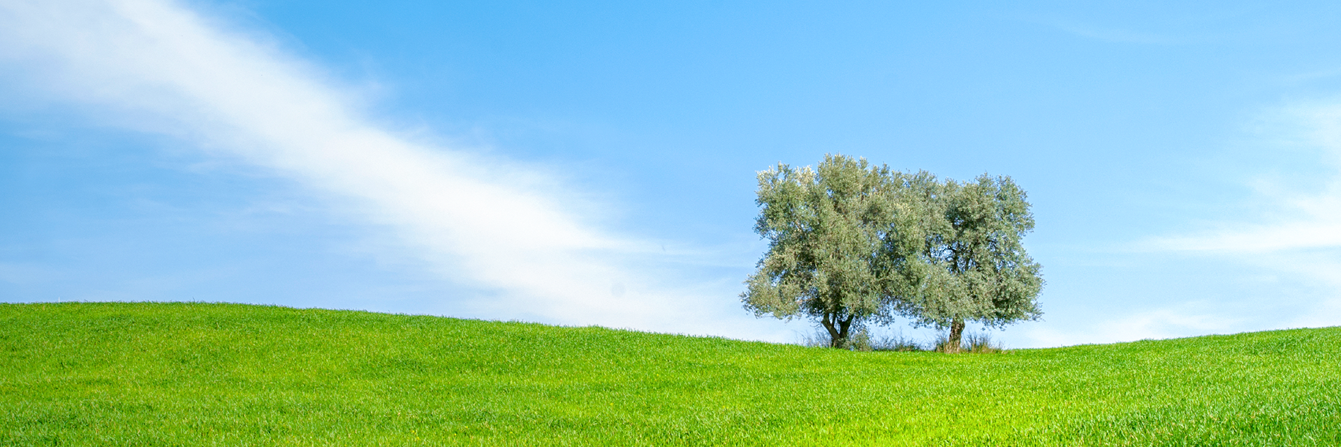 OLEA-KMU-Buchhaltungen-Services-Headerbild-Olivenbaum_bearbeitet2